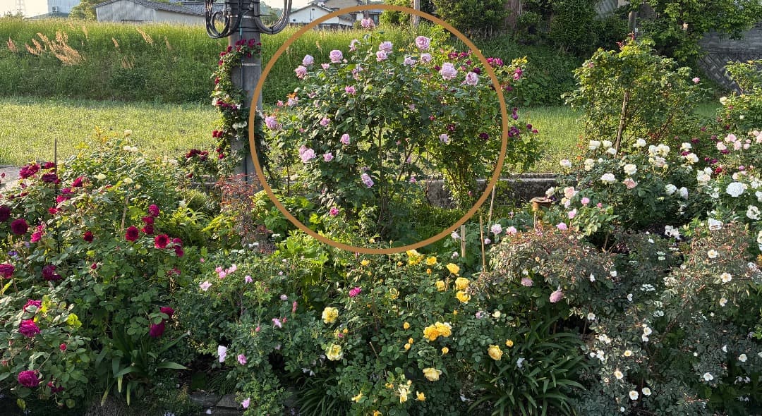 【バラ「超」大苗】　ブルームーン