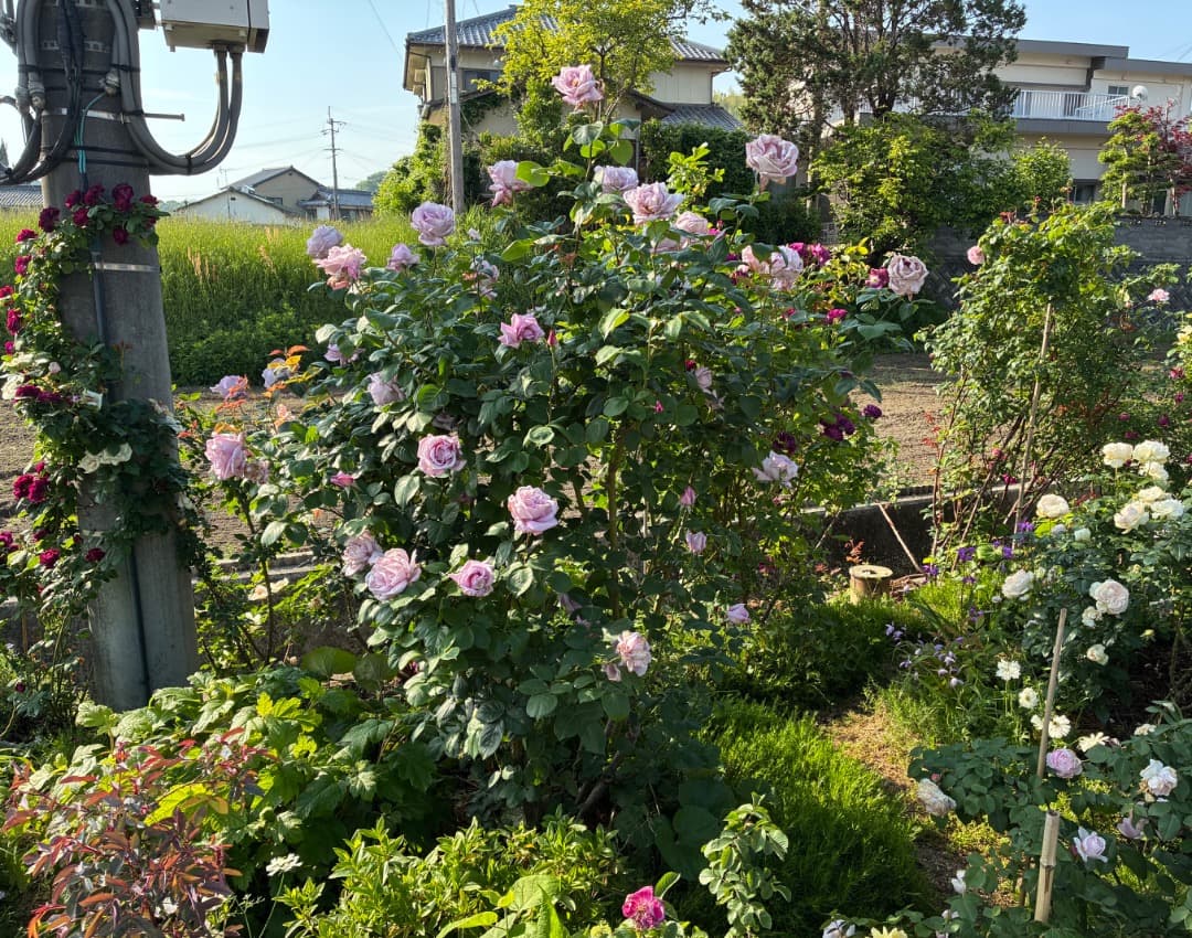 【バラ「超」大苗】　ブルームーン