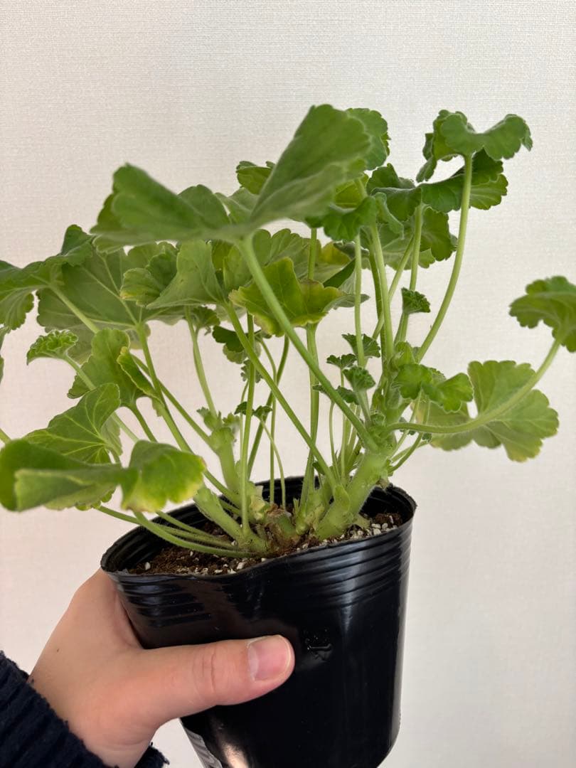 wlnw 希少品種ゼラニウム　レア品種ゼラニウム　珍しいゼラニウム