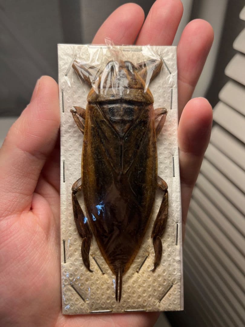 【田亀最大級】ナンベイオオタガメの昆虫標本 タランチュラムカデセンチピードサソリ