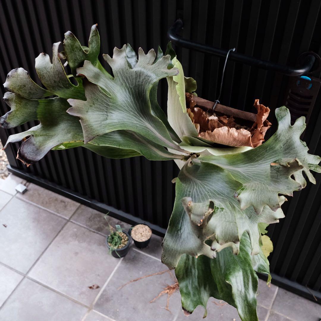 現品親株　大株　ビカクシダ　ヒリー　クンポンKhunphon OC yot#14