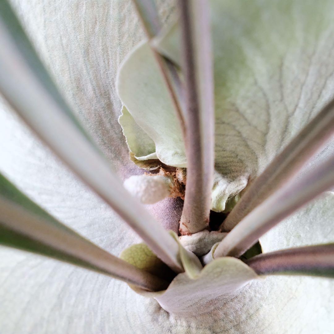 現品親株　大株　ビカクシダ　ヒリー　クンポンKhunphon OC yot#14