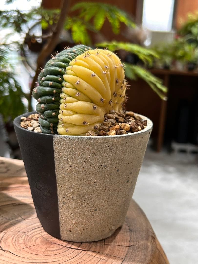 エキノプシス　パチャノイ　多聞柱　信楽焼陶器鉢付き