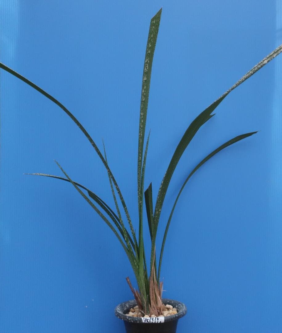 寒蘭-26122-5H4　38　土佐茜雲×力王