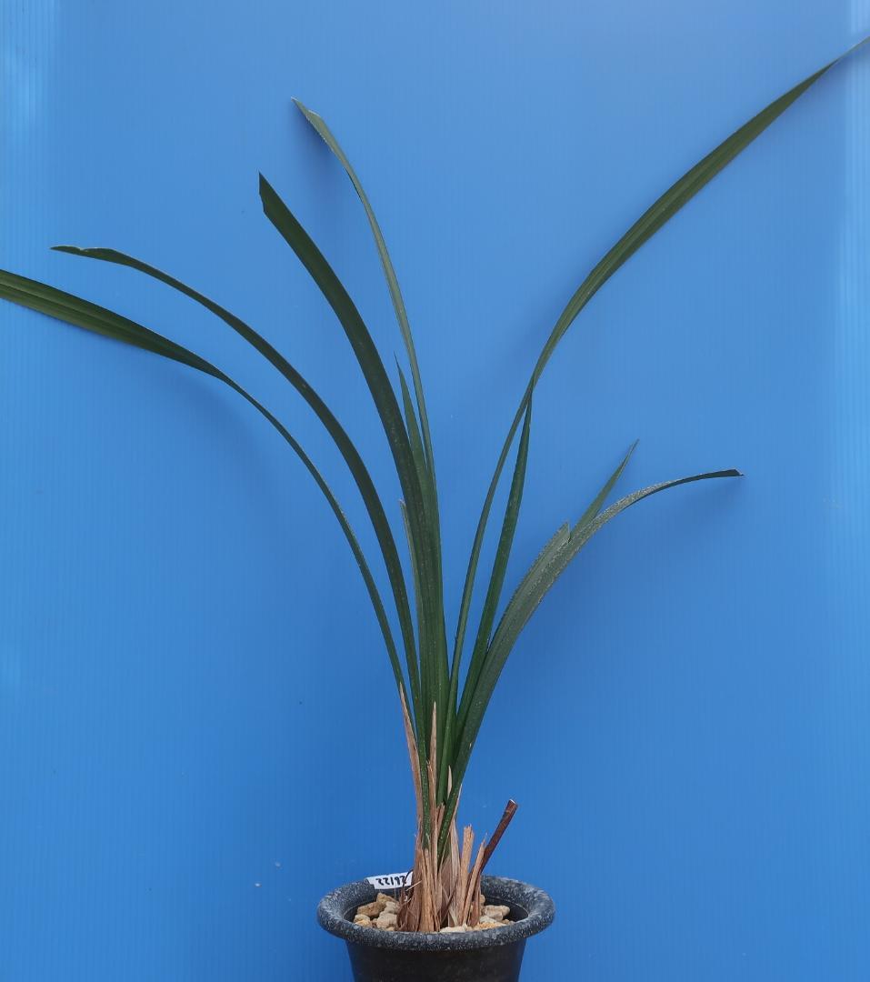 寒蘭-26122-5H4　38　土佐茜雲×力王