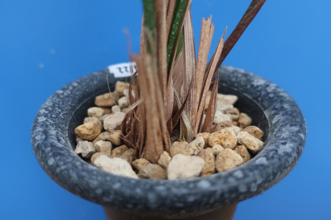 寒蘭-26122-5H4　38　土佐茜雲×力王