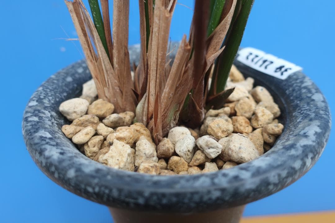 寒蘭-26122-5H4　38　土佐茜雲×力王