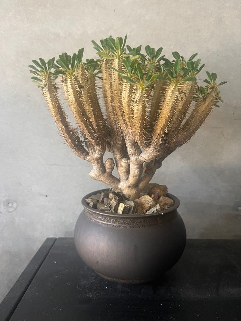 ユーフォルビアギラウミニアナ　現地中株鉢付き