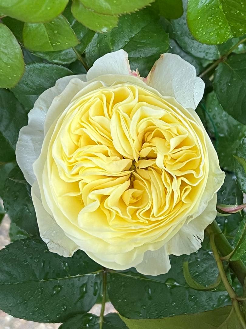 切り花品種バラ苗　レアバラ 　White Vuvuzel♡ Rose