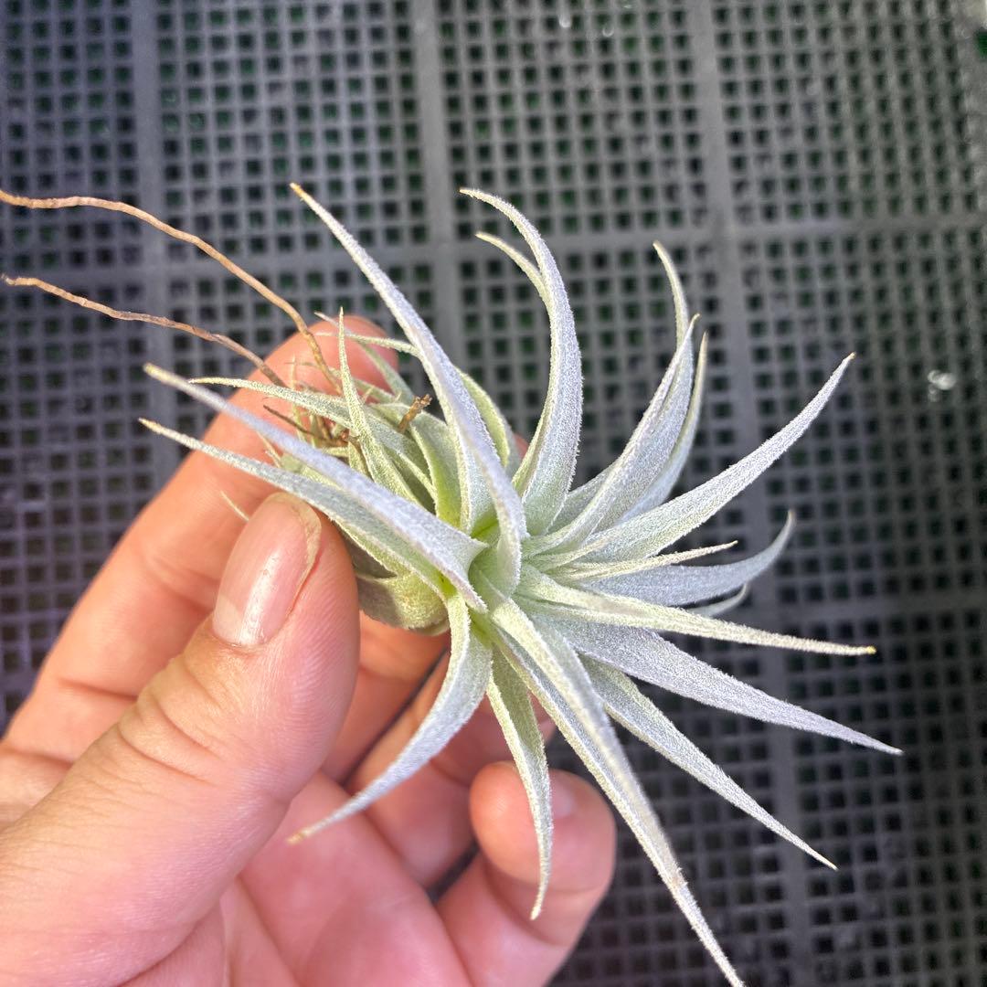 ブロメリア・エアープランツ Tillandsia gardneri var. rupicola