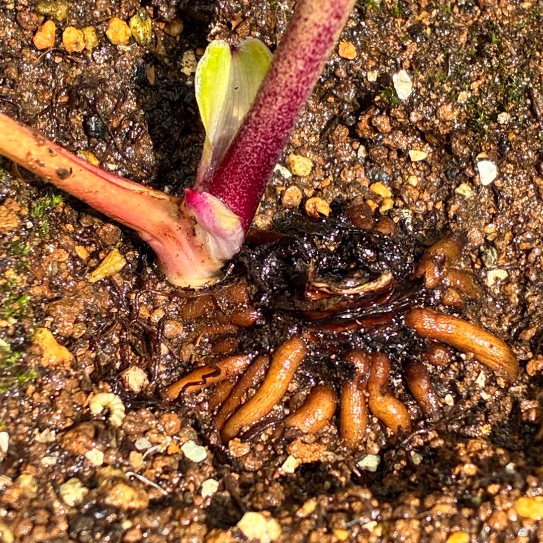 バ*カ様 ☘️限定1株☘️未株分け☘️3354⭐️小輪⭐️オーレア⭐️真紅⭐️ぼ