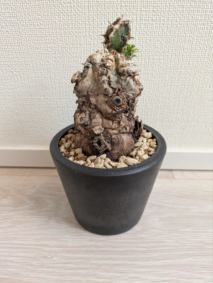 ユーフォルビア　ムランジーナ　発根済　塊根植物