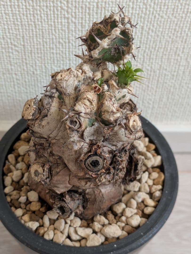 ユーフォルビア　ムランジーナ　発根済　塊根植物