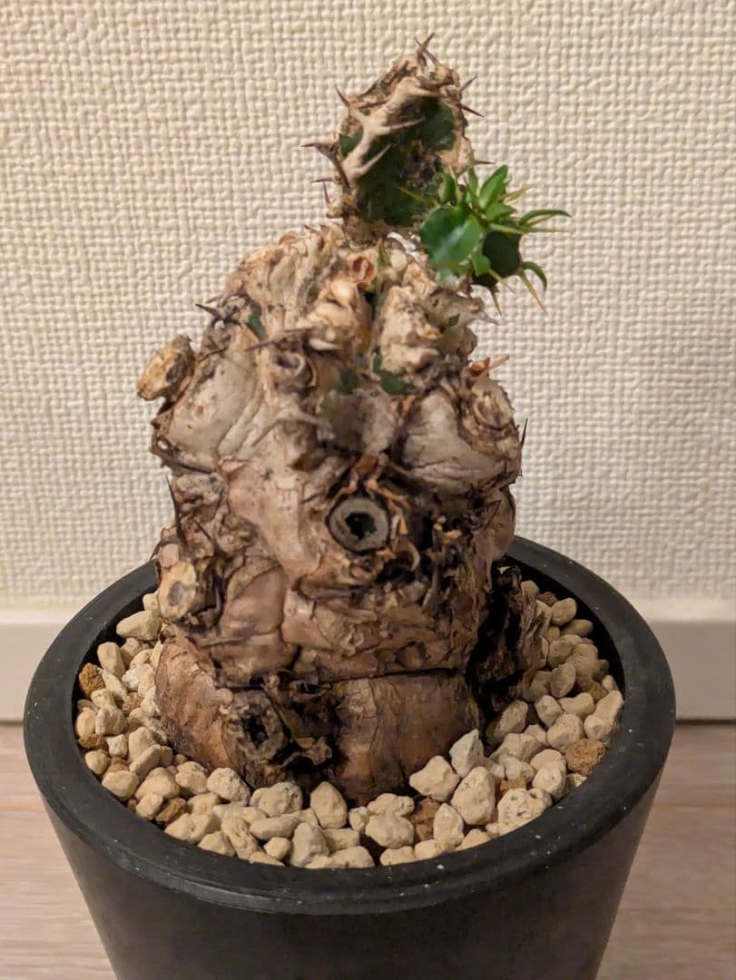 ユーフォルビア　ムランジーナ　発根済　塊根植物