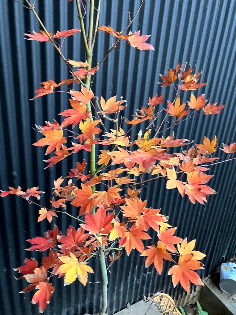 山採り　コハウチワカエデ　h