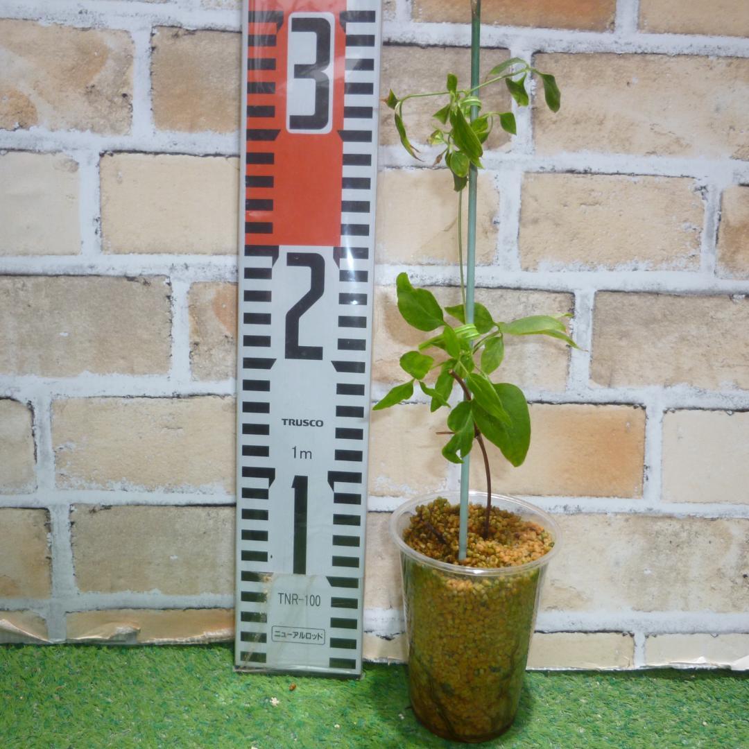 pigeon　クレマチス　苗