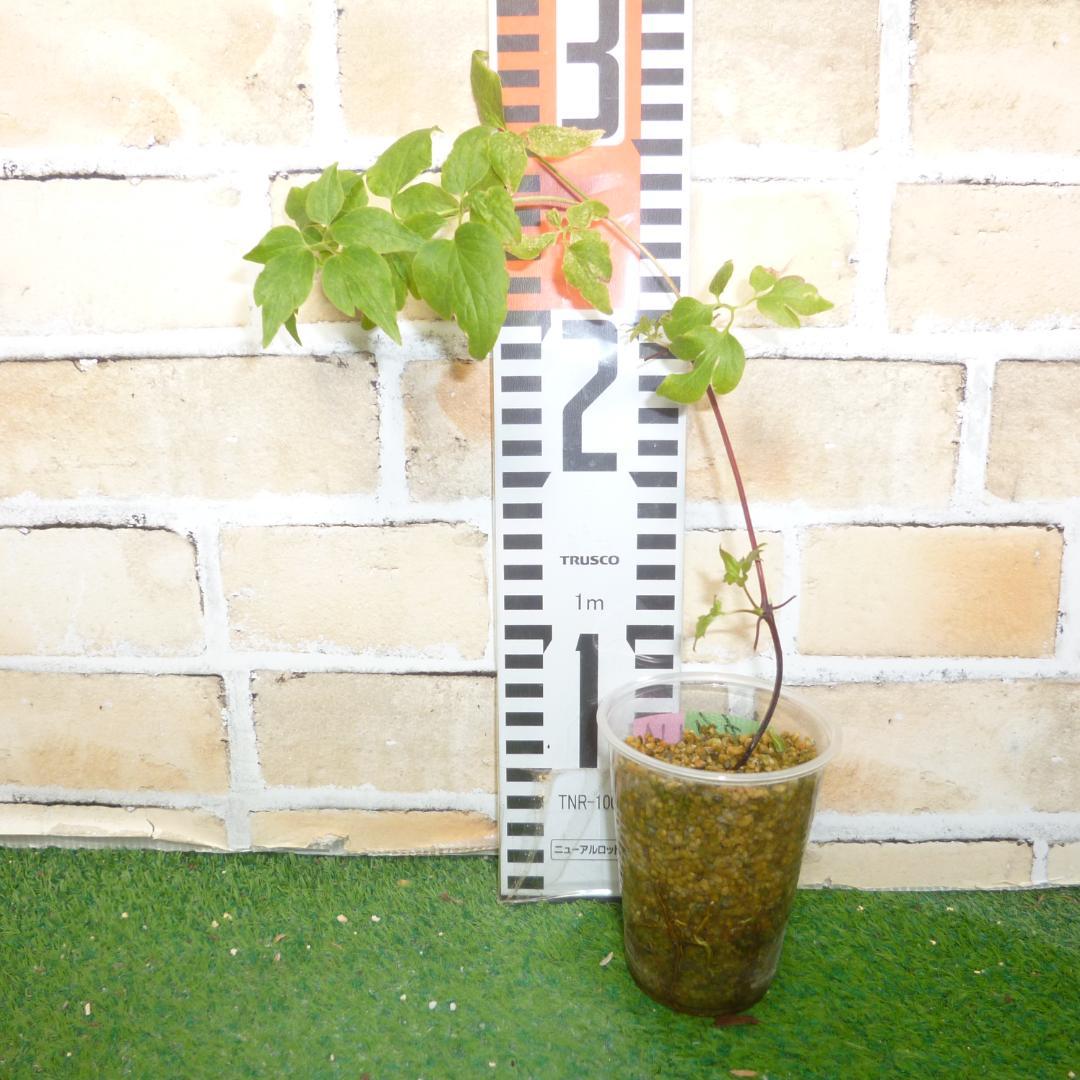 pigeon　クレマチス　苗