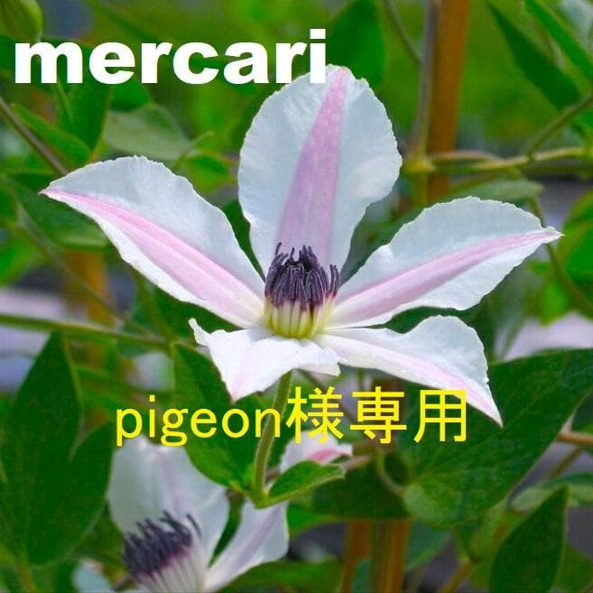 pigeon　クレマチス　苗