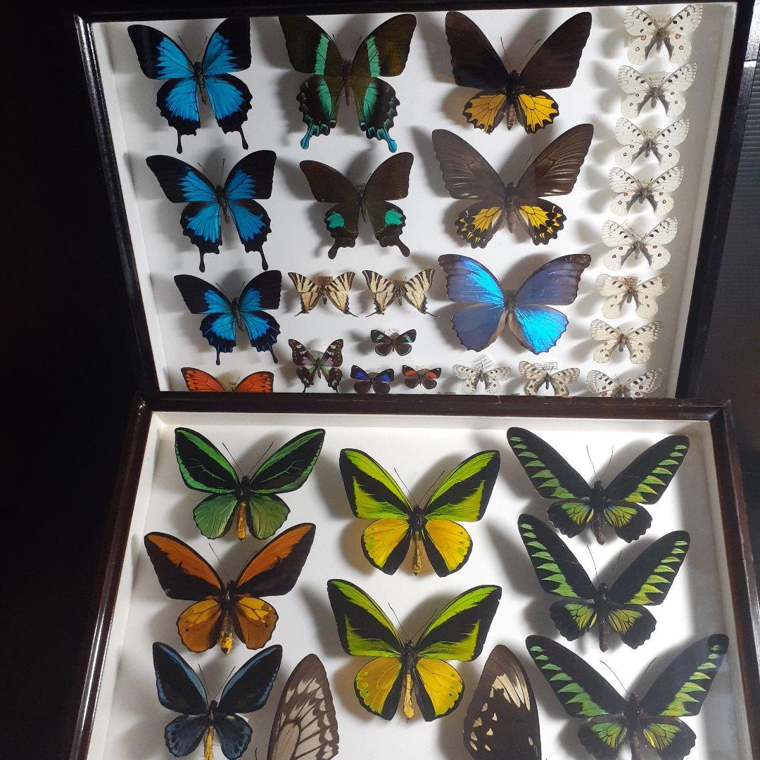 蝶標本　トリバネアゲハ、オオルリアゲハなど19種37頭　大型ドイツ標本箱２箱入り