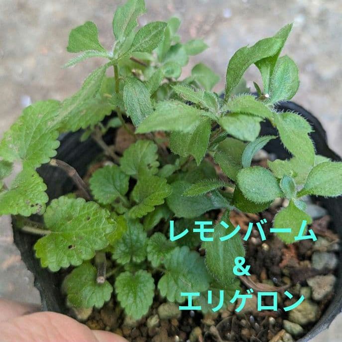 レモンバーム&エリゲロン　苗セット　オーガニック