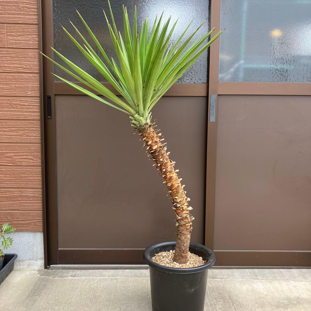 【#25047】ユッカ・アロイフォリア（センジュラン）