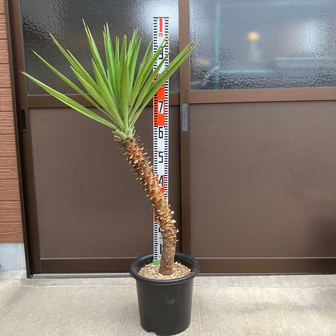 【#25047】ユッカ・アロイフォリア（センジュラン）