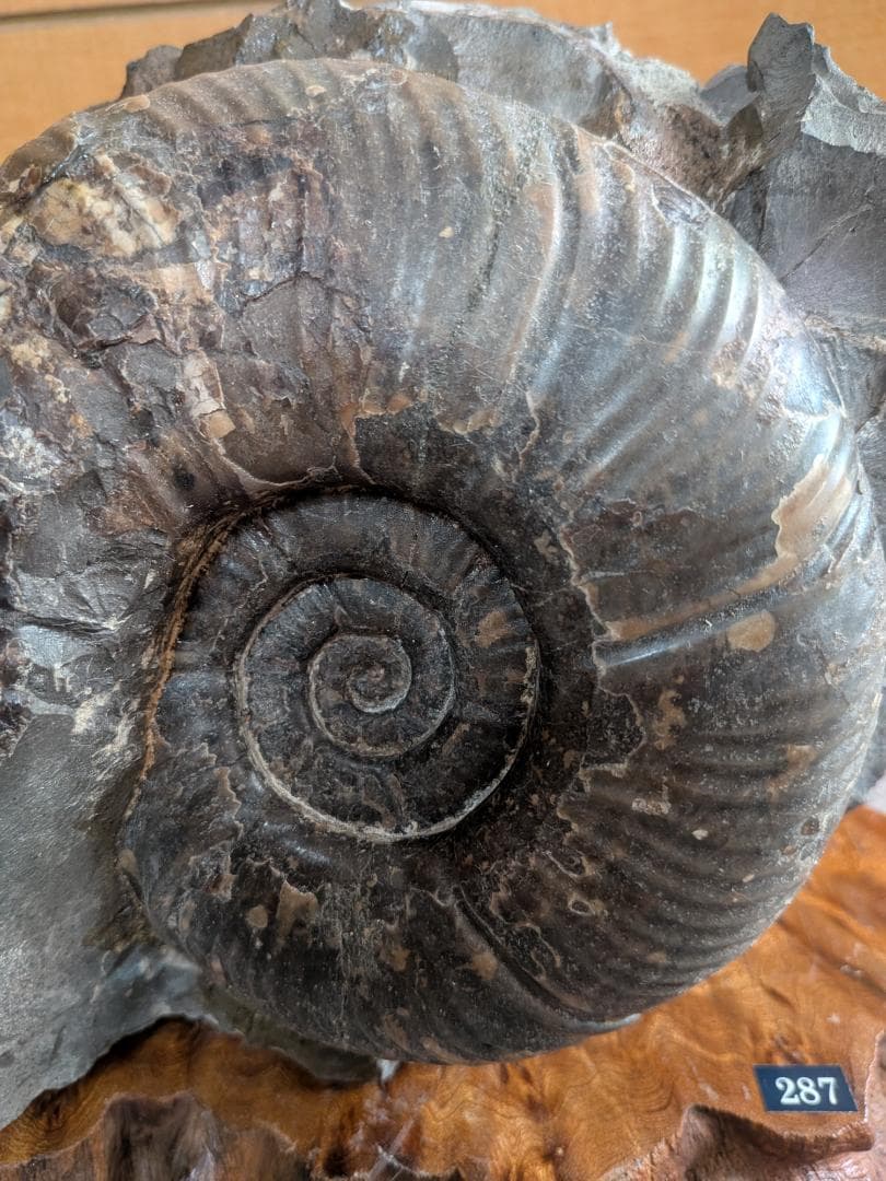 アンモナイト化石 16cm(287)