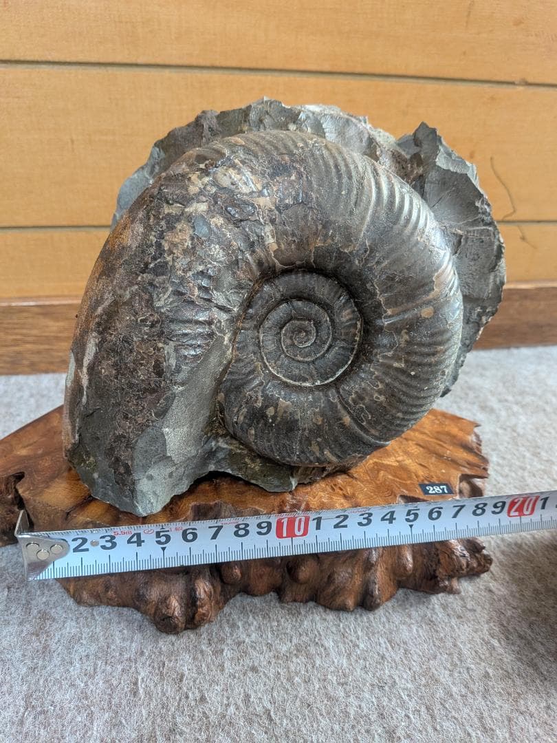 アンモナイト化石 16cm(287)