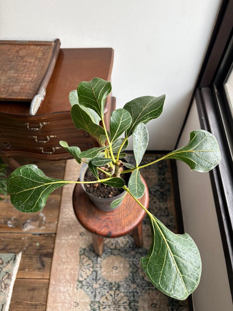 フィカス　クリシュナ　5号鉢　①