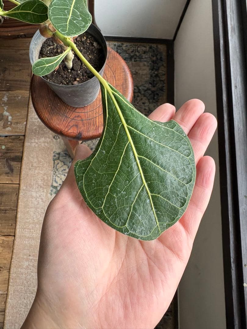 フィカス　クリシュナ　5号鉢　①