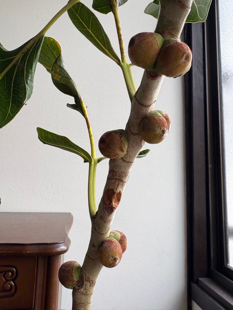 フィカス　クリシュナ　5号鉢　①