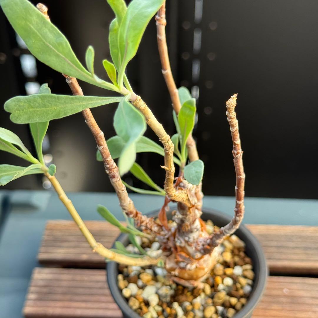 レア稀少 オトンナ レトロフラクタ 塊根植物 冬型 コーデックス