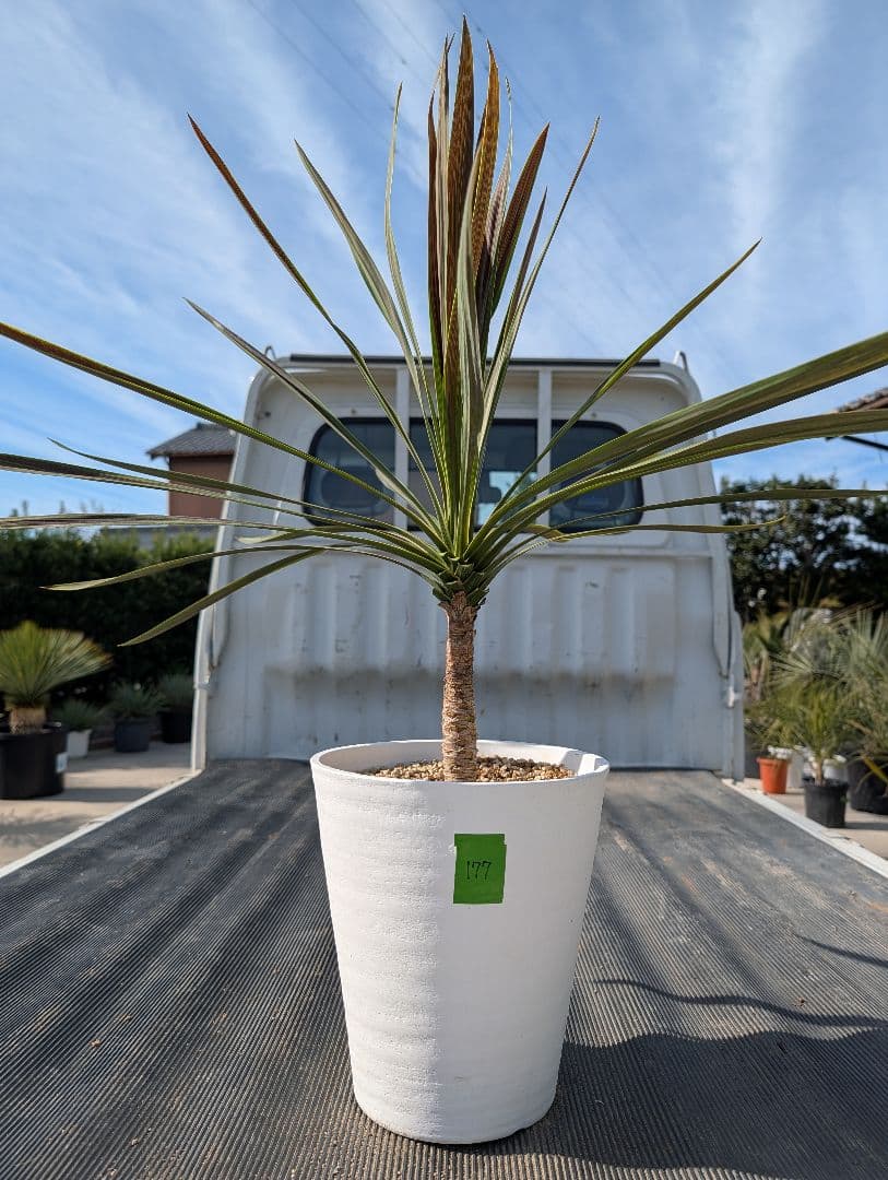 コルジリネ チョコミント《H＝約80㎝・8号》177