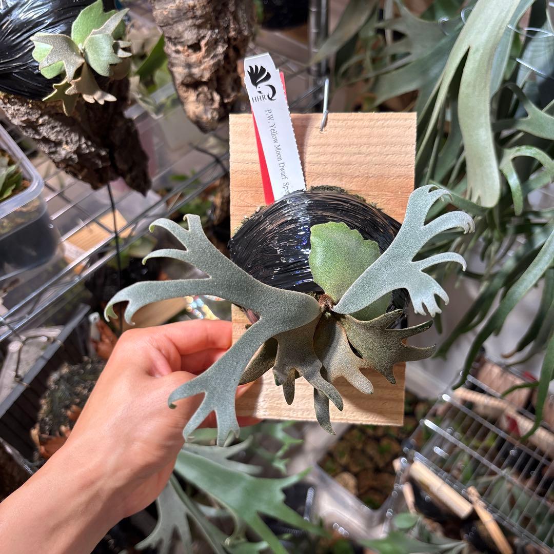 R*t様 Totoro spore celect トトロ　YMDS