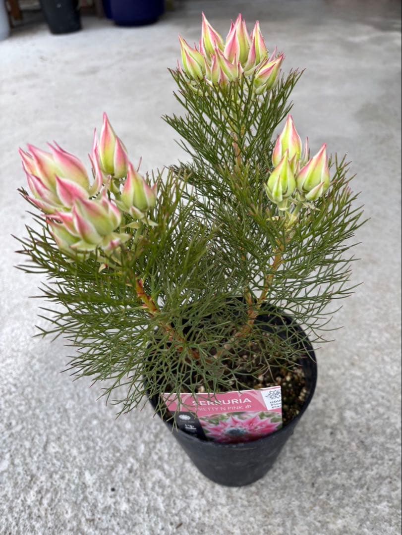 ジョーイセルリアプリティインピンク　3