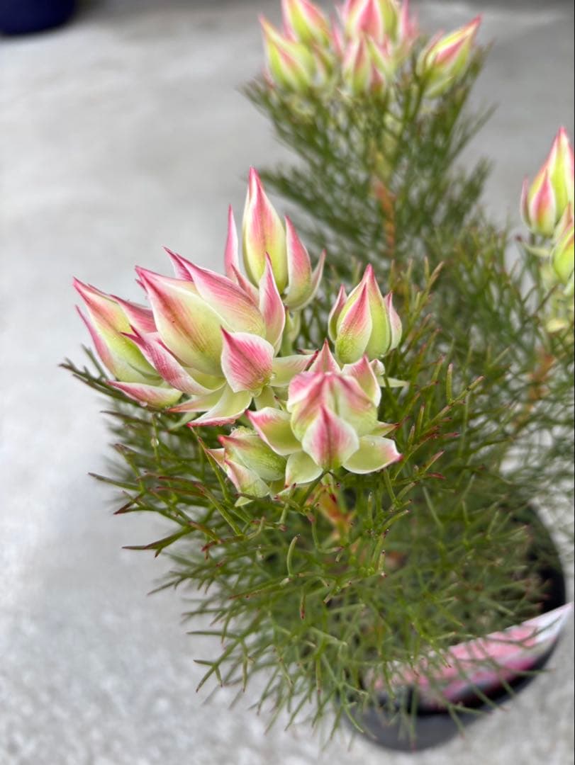 ジョーイセルリアプリティインピンク　3