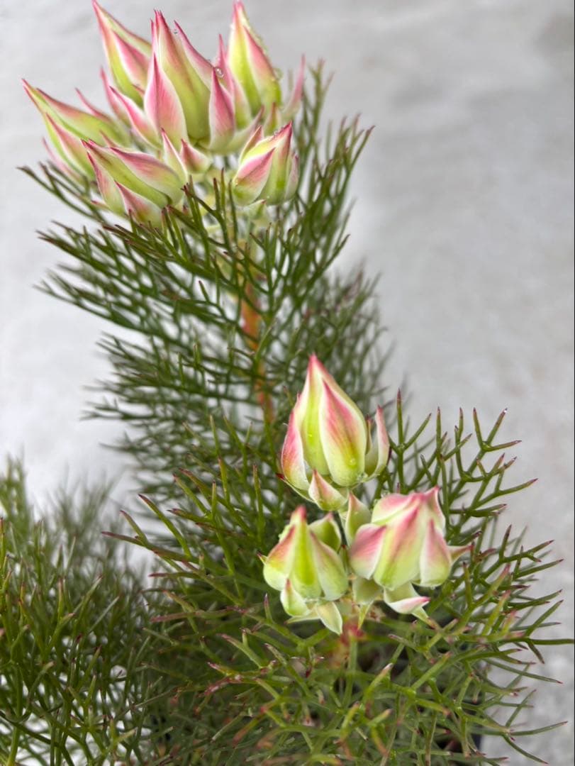 ジョーイセルリアプリティインピンク　3