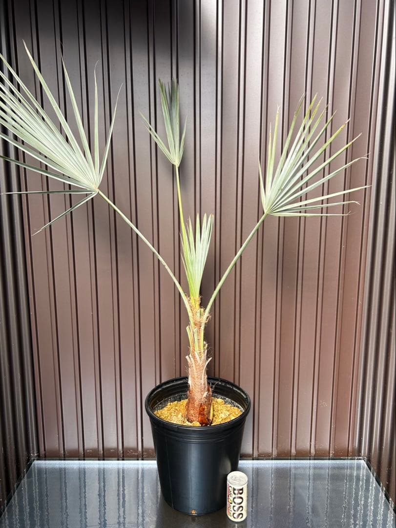 ブラヘア アルマータX とMの2点セット　今春地植え可能株