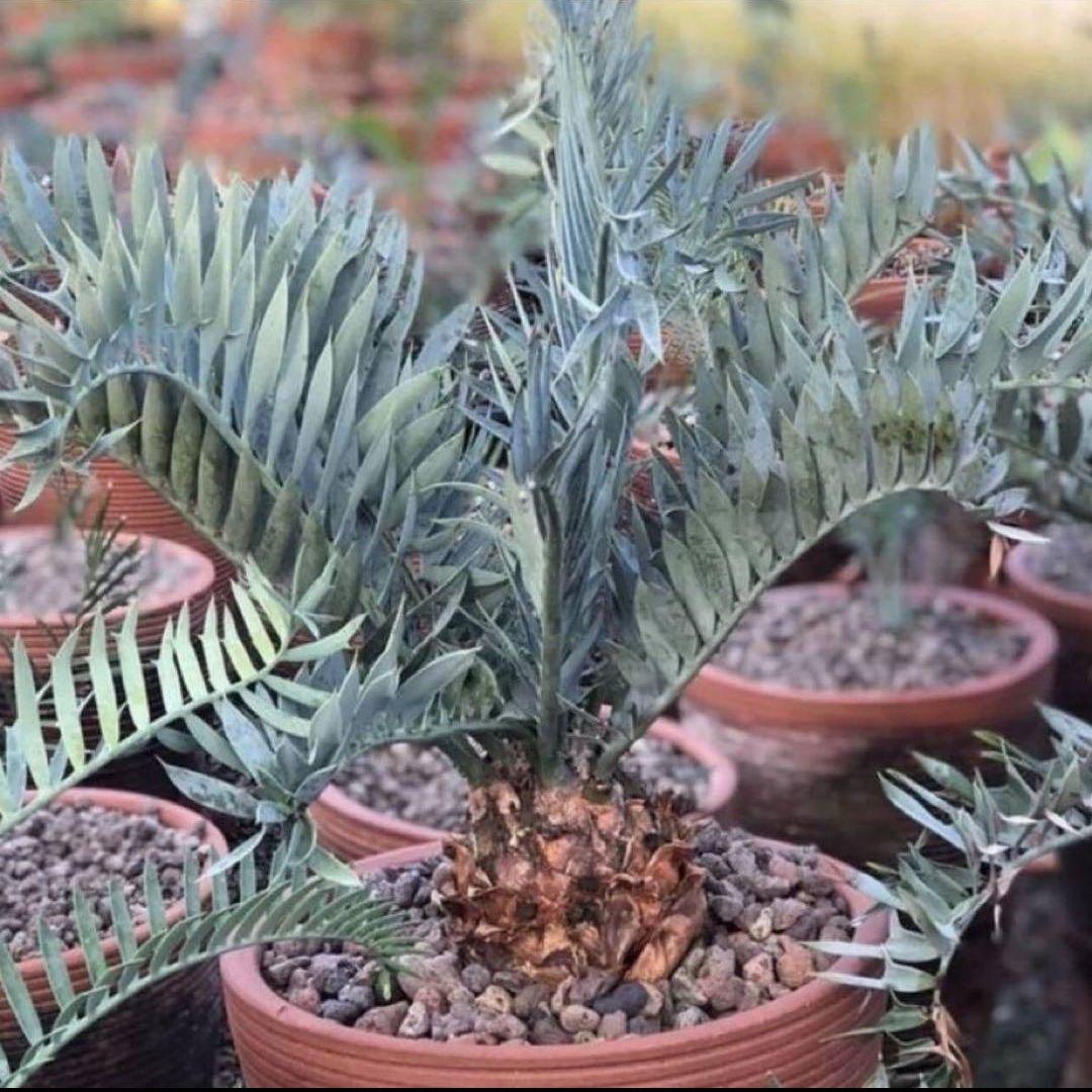 正規輸入種子1粒 エンセファラルトス ホリダス ドワーフ