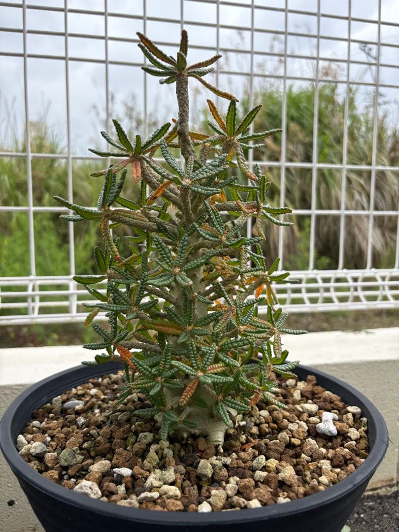 larsson-gekkabijinn枠　ギガスブラータ