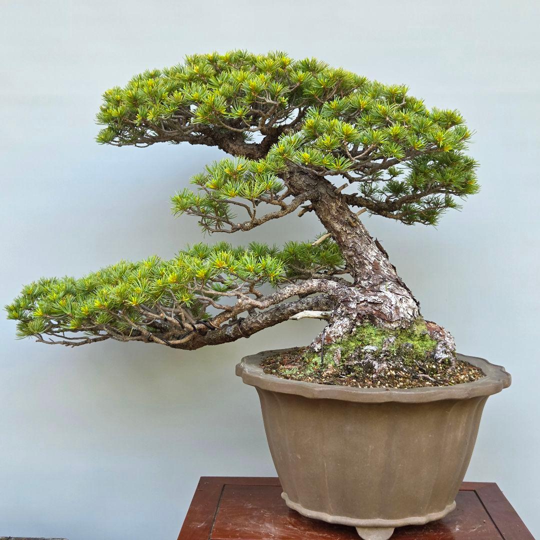 五葉松　[吹き流し]　大品盆栽 じゃぱです。