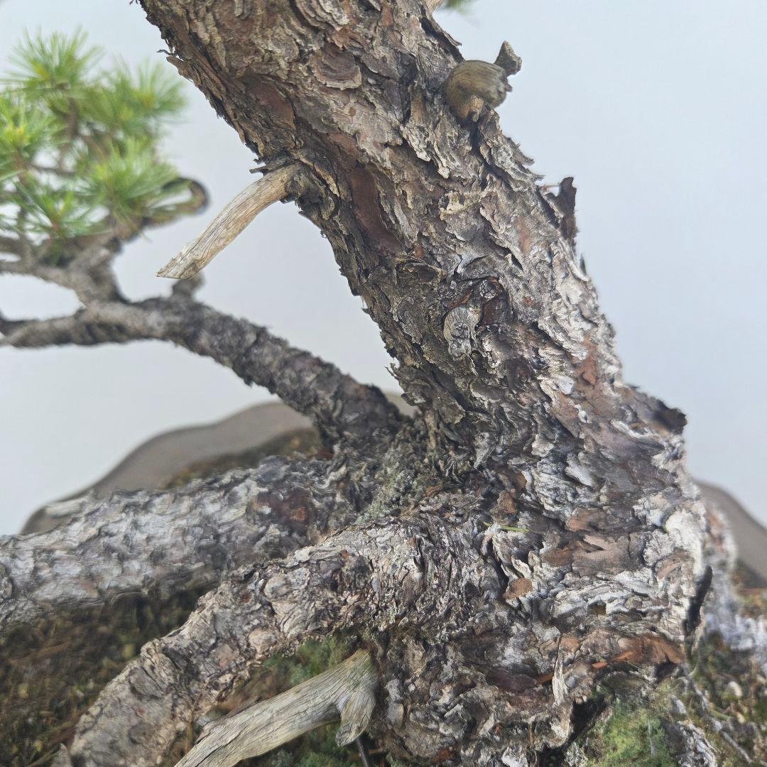 五葉松　[吹き流し]　大品盆栽 じゃぱです。