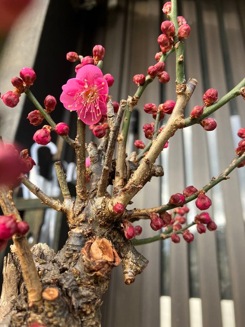 緋梅盆栽　超極太　樹齢30年位　★超大特価 滅多に出ない極上品 早いもの勝ち★