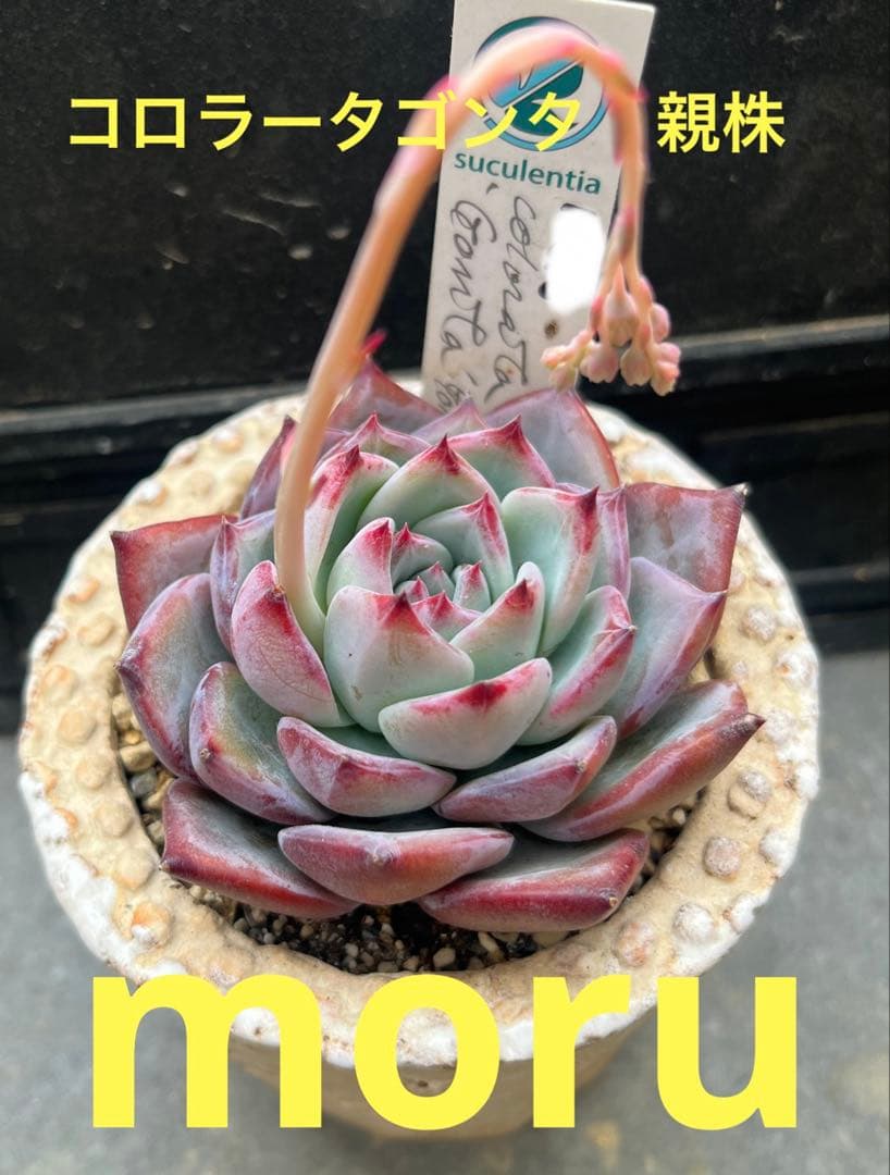 ゆ*介様 2025実生苗セットu 4センチポット