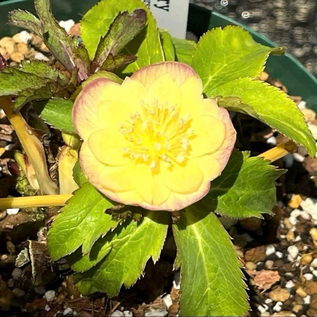 専用　3品同梱メルカリ 便❤️セール❤️3147 63 397