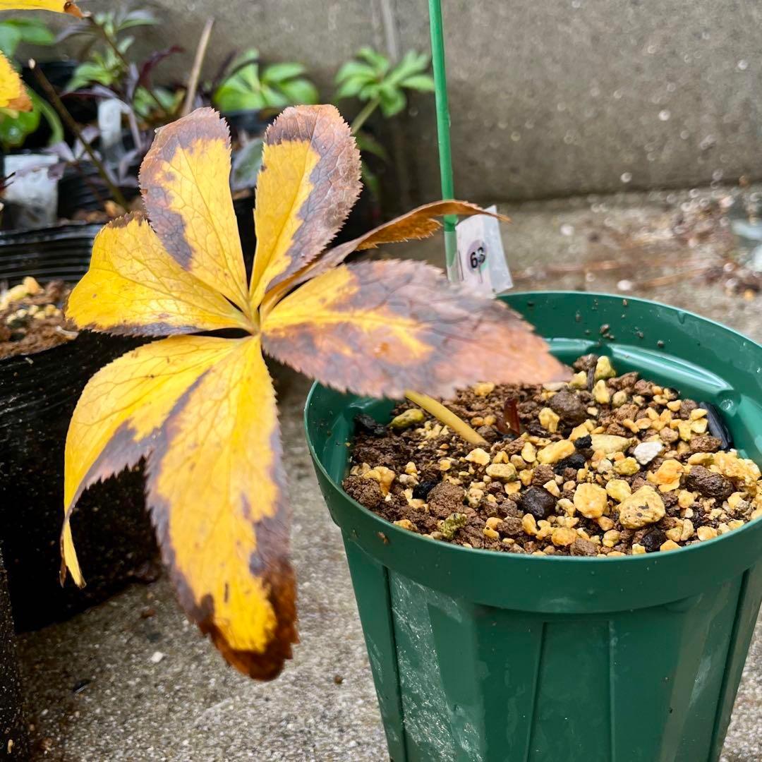 専用　3品同梱メルカリ 便❤️セール❤️3147 63 397