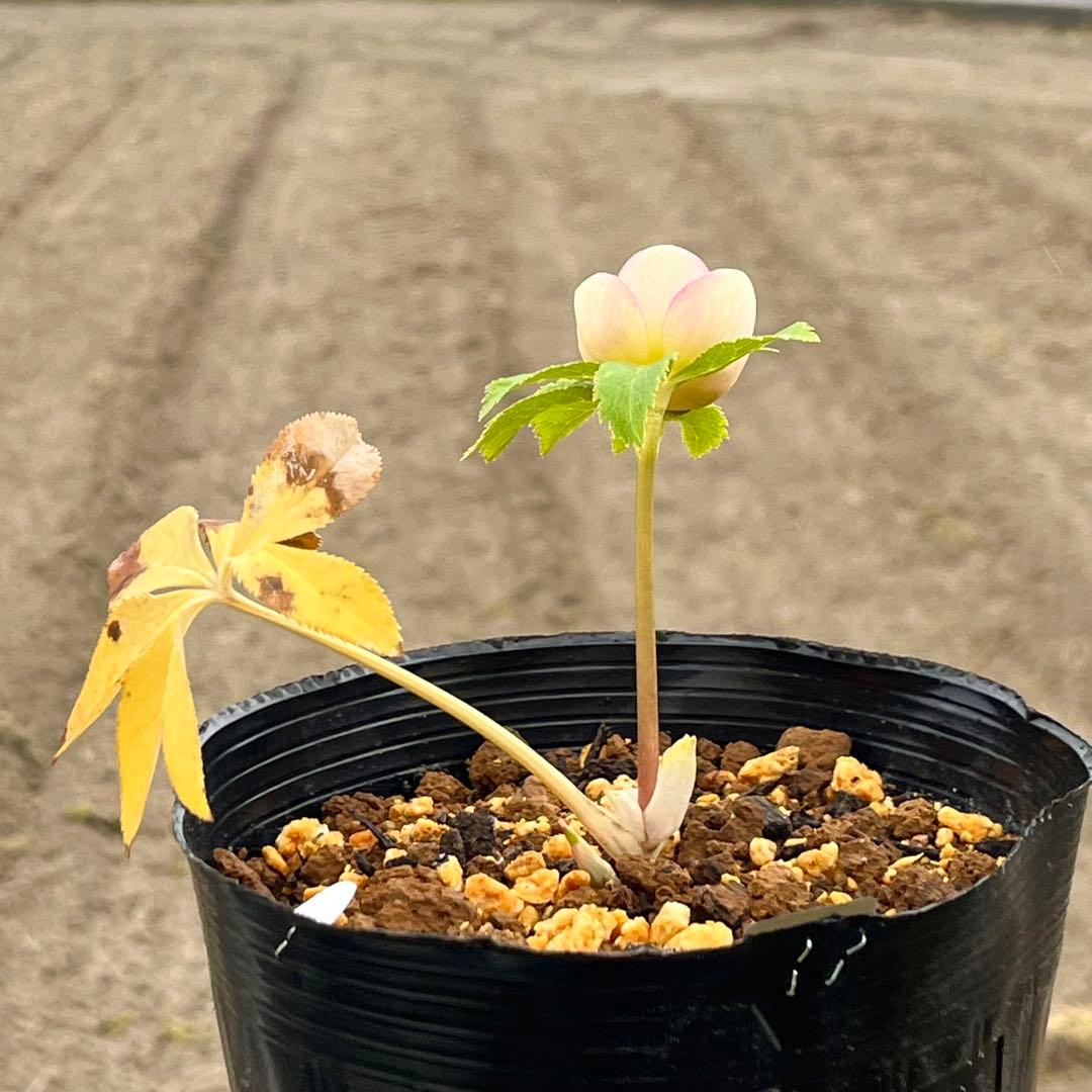 専用　3品同梱メルカリ 便❤️セール❤️3147 63 397