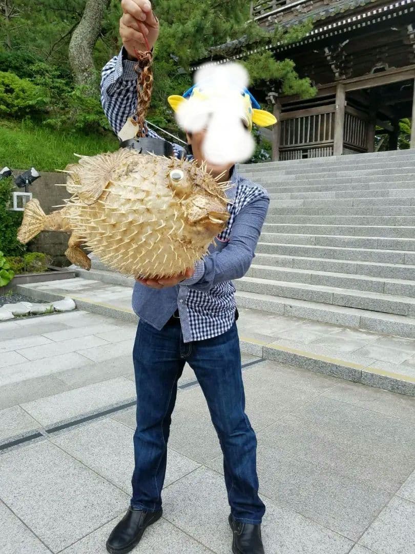 超特大ふぐふぐ提灯福膨らむふぐ河豚ハリセンボン疫病退散祈願