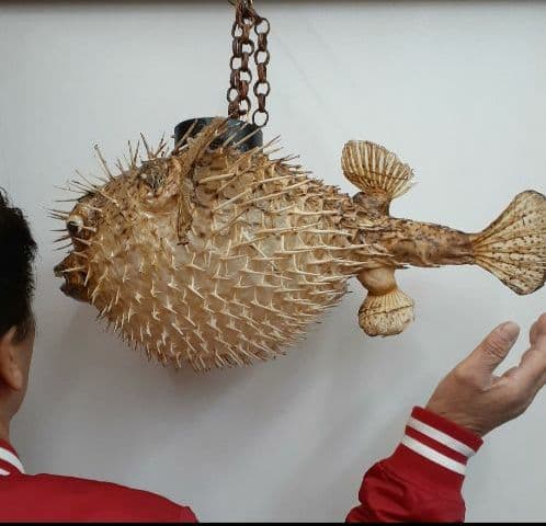 超特大ふぐふぐ提灯福膨らむふぐ河豚ハリセンボン疫病退散祈願