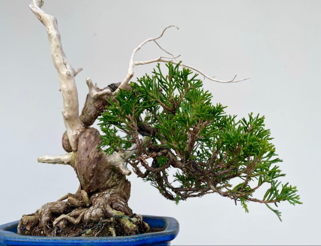 糸魚川真柏　白木盆栽園　樹高22センチ盆栽黒松赤松五葉松観葉植物しんぱく小品盆栽